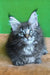 Xanti | maine coon kitten