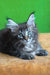 Xanti | maine coon kitten
