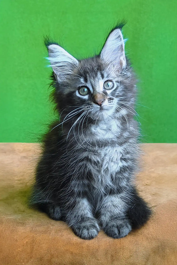 Where Can I Adopt a Maine Coon Cat: Top Trusted Sources Revealed