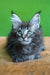 Xanti | maine coon kitten