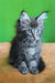 Xanti | maine coon kitten