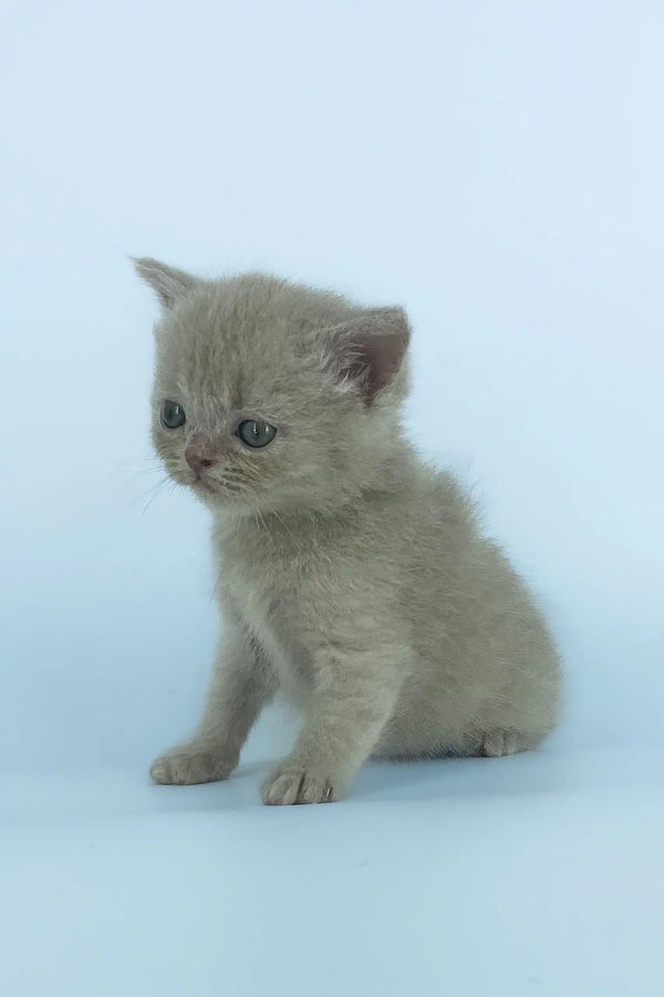 Gray kitten sitting cute and playful in Xanti Scottish Straight Kitten product