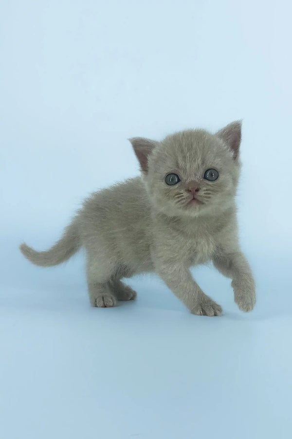 Adorable gray kitten with big eyes from Xanti Scottish Straight Kitten collection