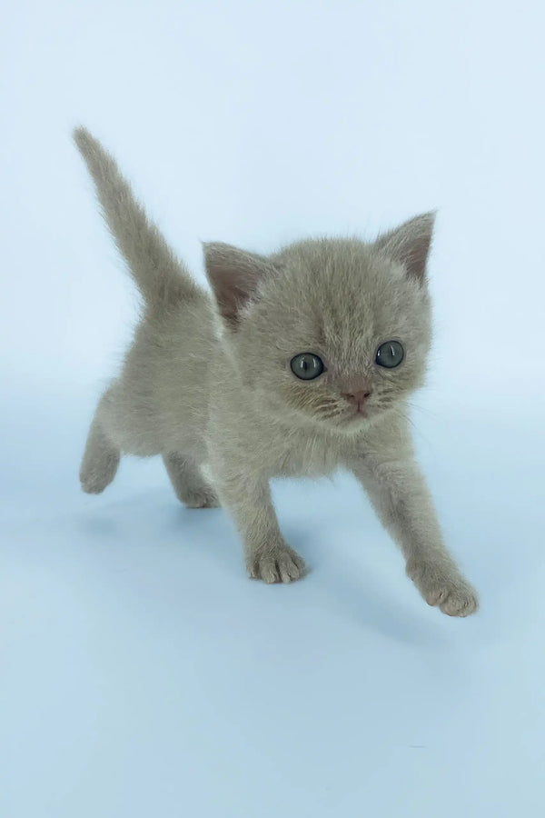 Gray kitten walking forward, showcasing the adorable Xanti Scottish Straight Kitten
