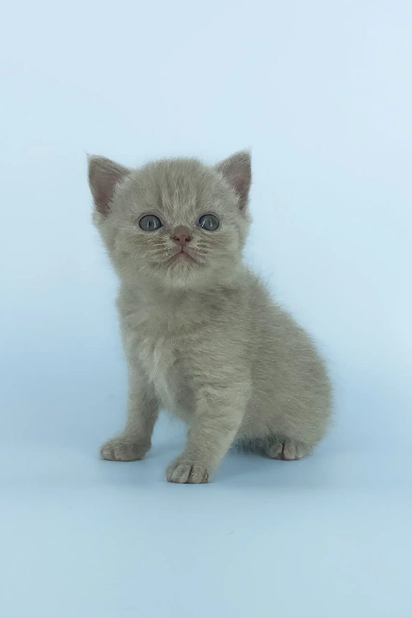 Cute gray kitten with round eyes from the Xanti Scottish Straight Kitten collection