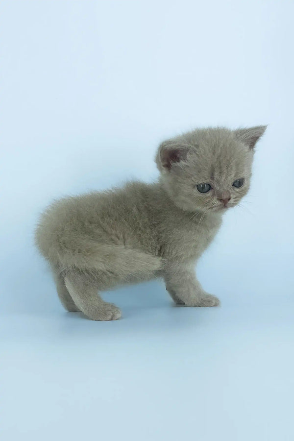 Gray Scottish Straight kitten with short fur looking adorable in Xanti product