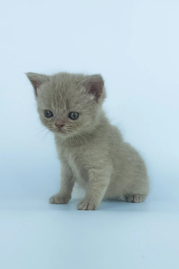 Gray kitten with soft fur in Xanti Scottish Straight Kitten product display