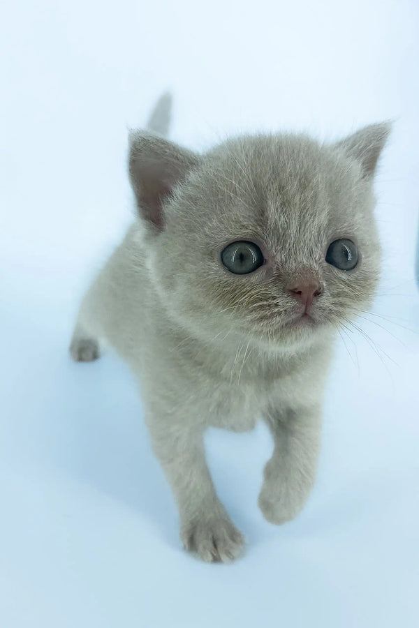 Gray Scottish Straight kitten with big eyes looking cute in Xanti product