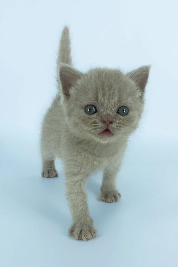 Gray kitten with wide eyes from Xanti, a cute Scottish Straight Kitten
