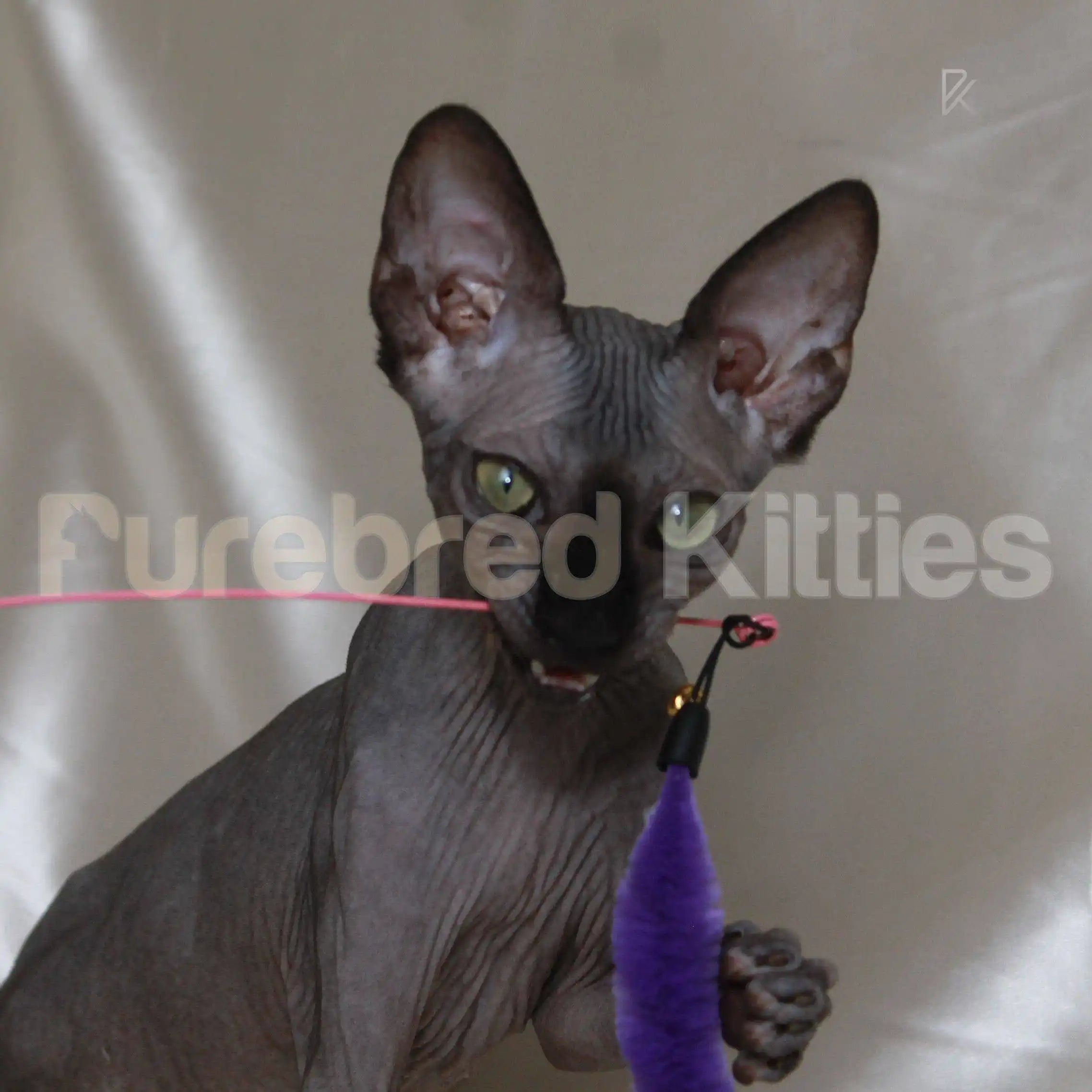 Exotic kittens for sale ’Xanxus’ ♂ Sphynx Kitten | 3