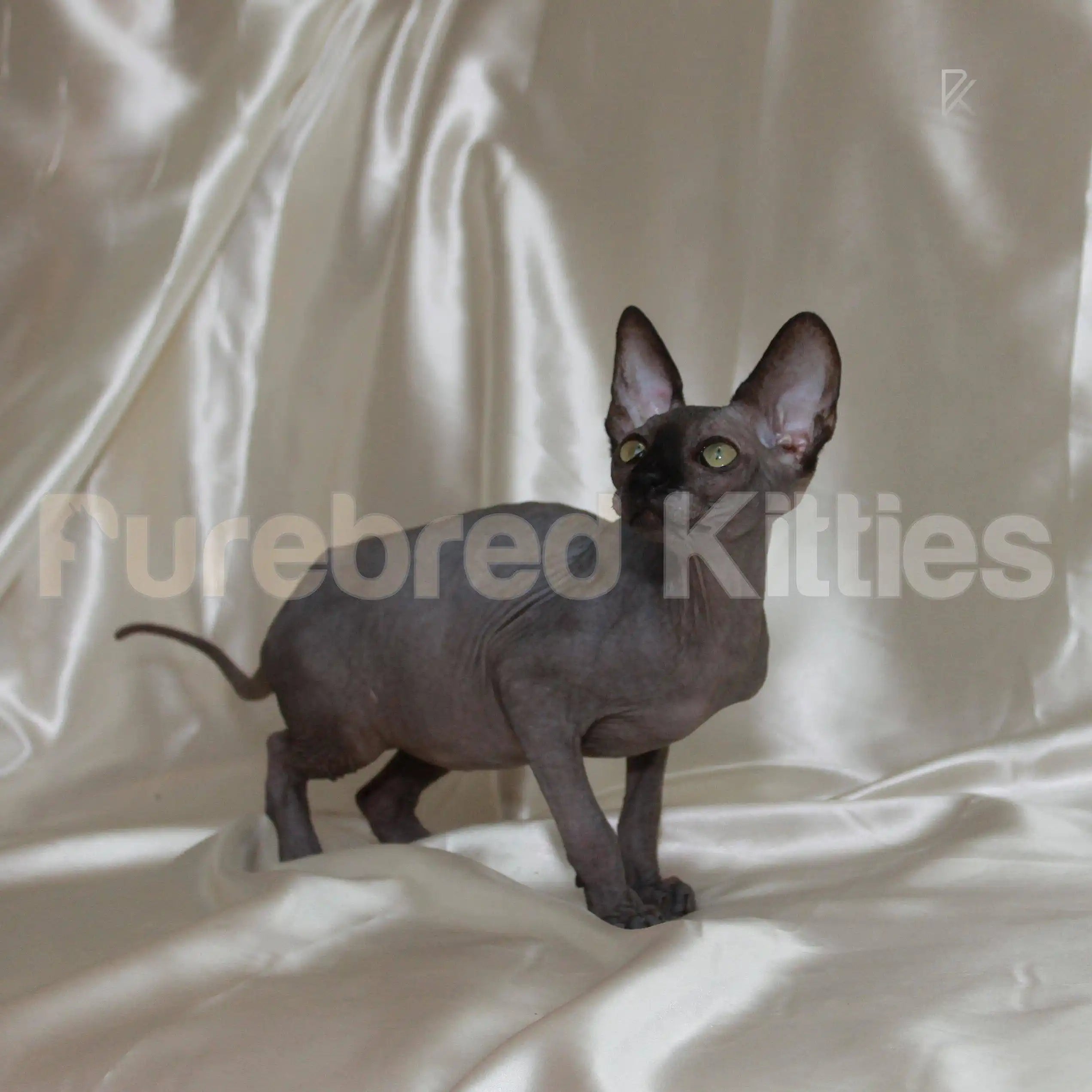 Exotic kittens for sale ’Xanxus’ ♂ Sphynx Kitten | 3