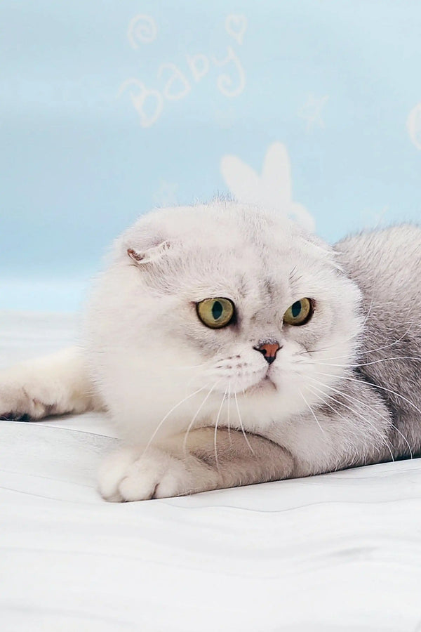 White and gray Persian cat with green eyes, perfect for a Scottish Fold kitten lover