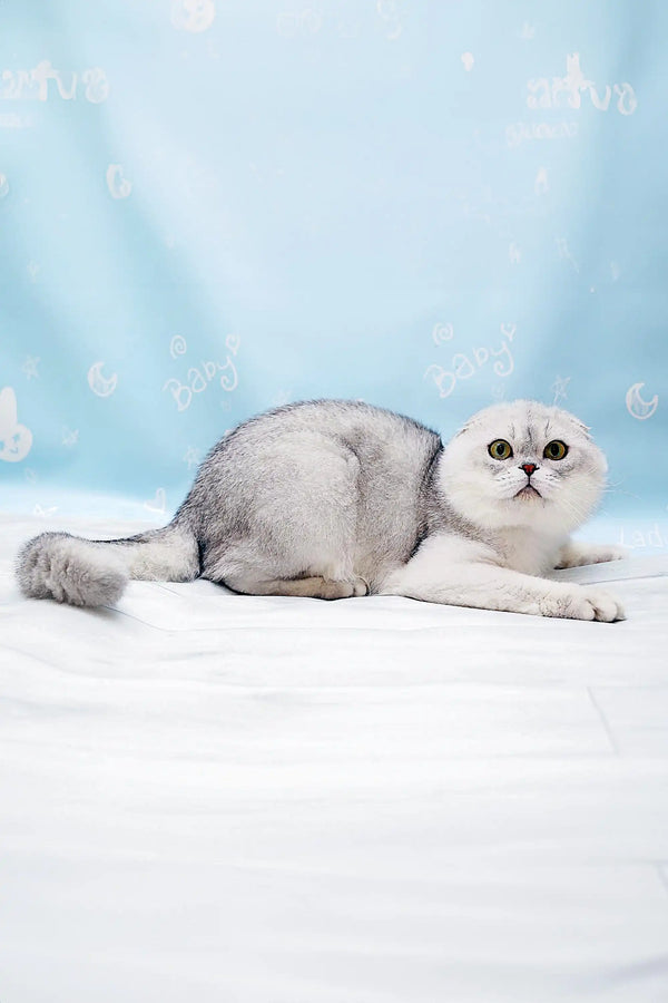 White and gray Scottish Fold kitten, Xarli, relaxing cutely on a cozy surface