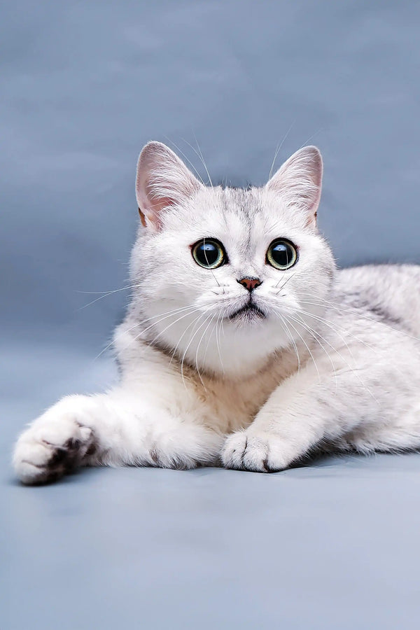 Adorable White Scottish Fold Kitten with large green eyes lounging comfortably