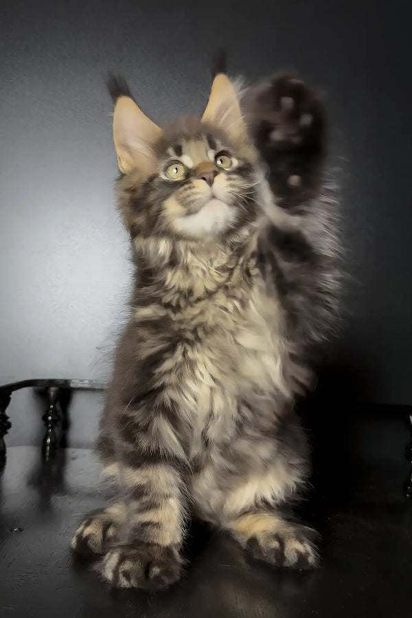Xaul | maine coon kitten