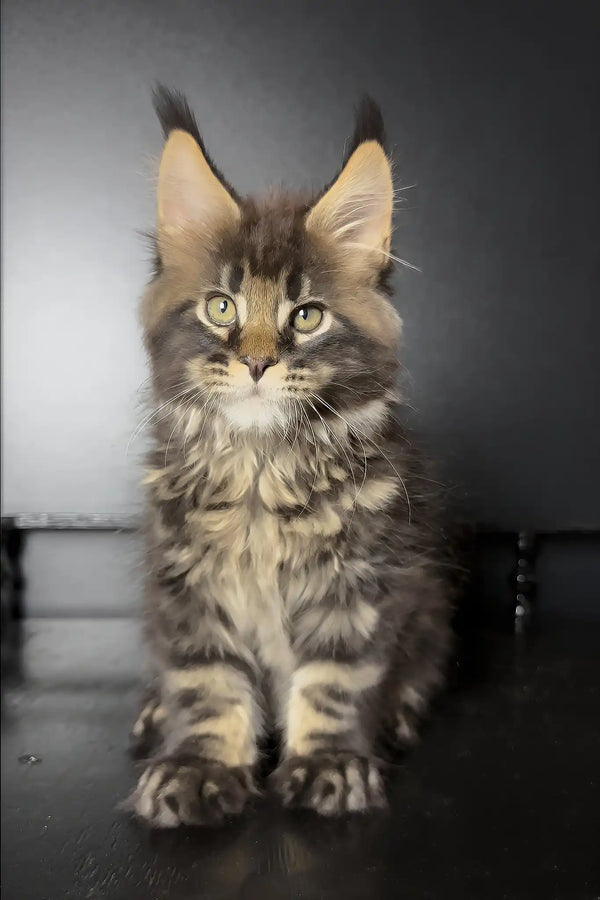 Xaul | maine coon kitten