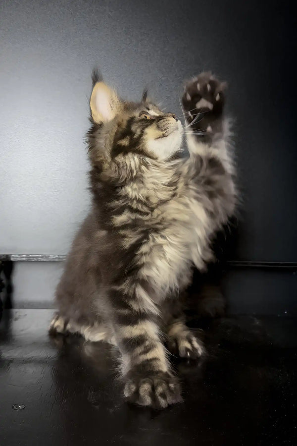 Xaul | maine coon kitten