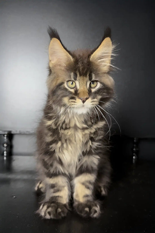 Xaul | maine coon kitten