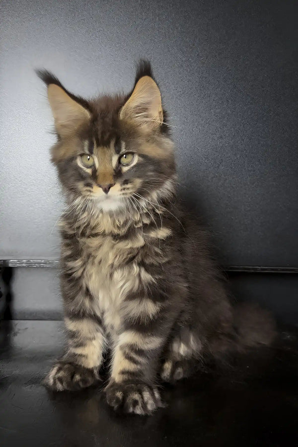 Xaul | maine coon kitten