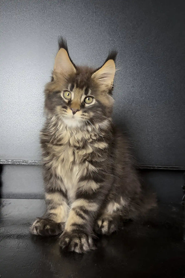 Xaul | maine coon kitten