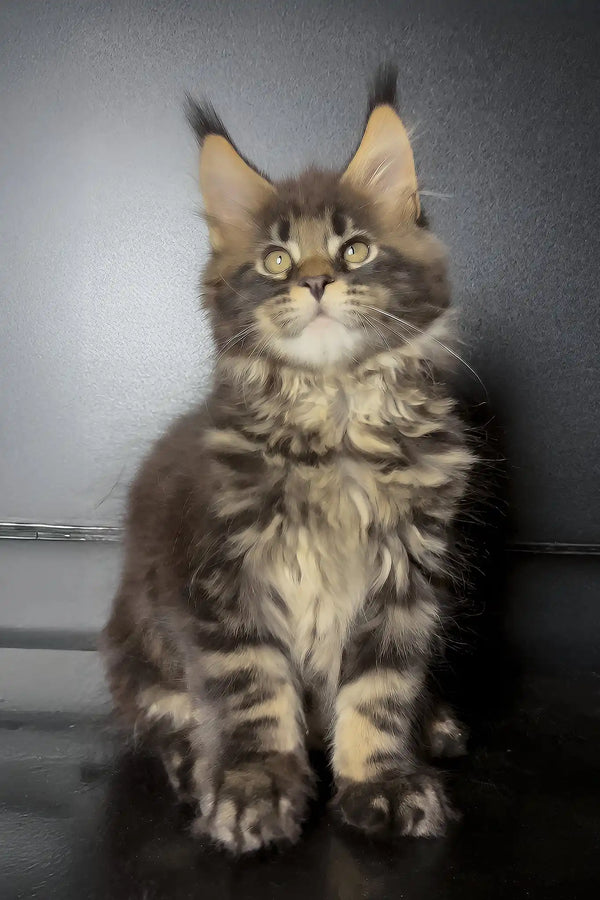Xaul | maine coon kitten