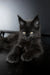 Xavi | maine coon kitten