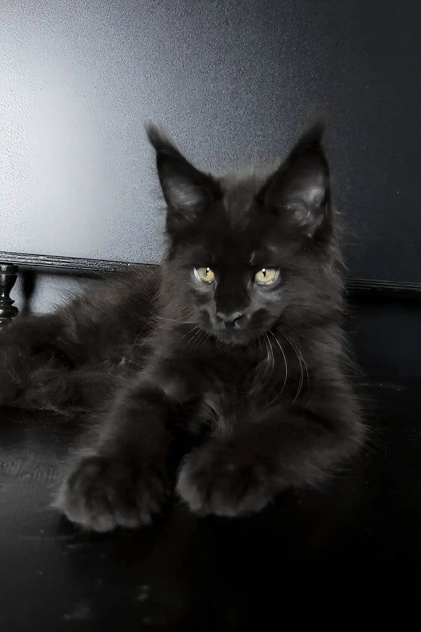 Xavi | maine coon kitten