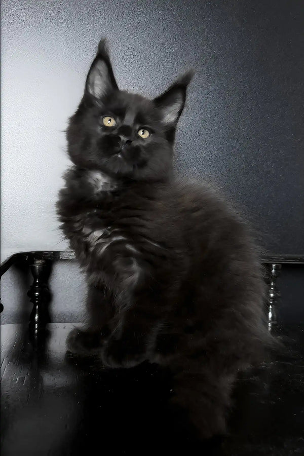 Xavi | maine coon kitten