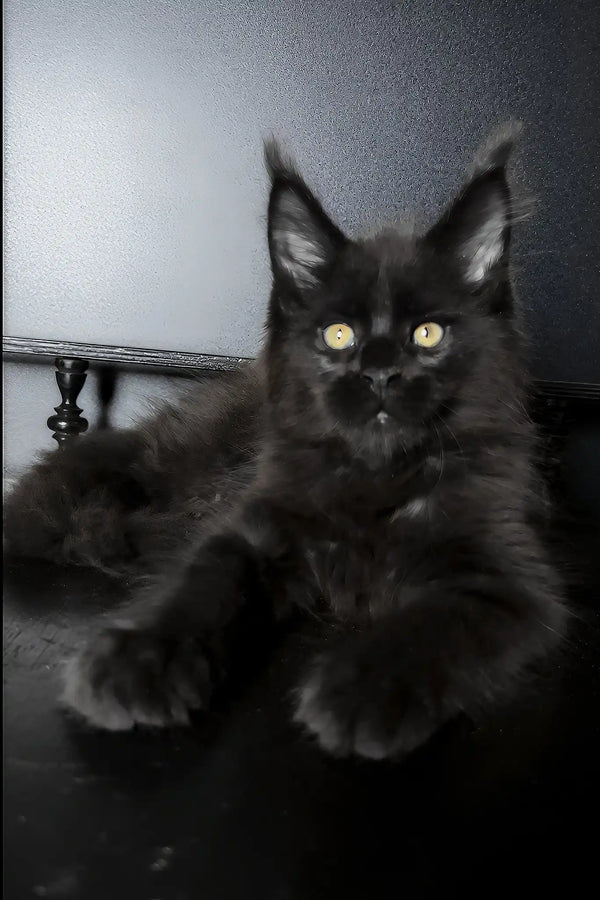 Xavi | maine coon kitten