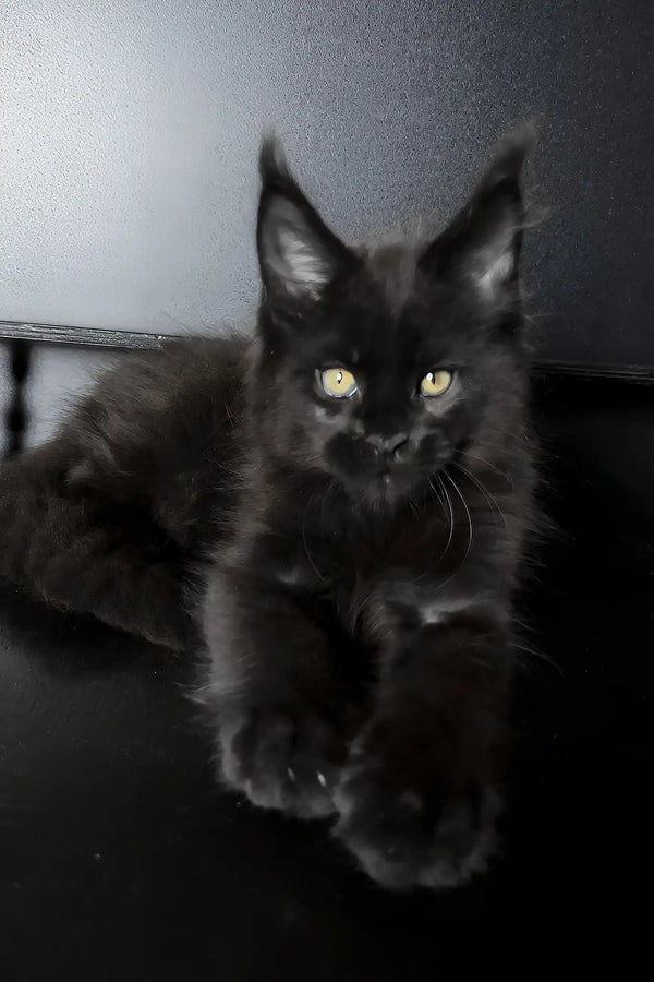 Xavi | maine coon kitten