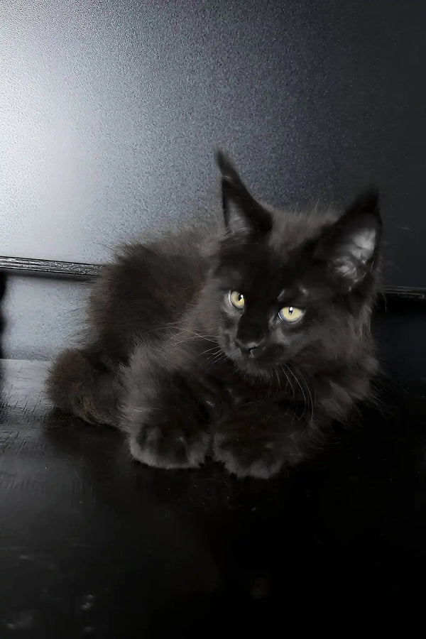 Xavi | maine coon kitten