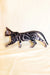 Bengal kitten with a marble coat strutting sideways in Xavier product line