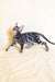 Silver Bengal cat walking with a stunning marble-patterned coat in Xavier | Bengal Kitten