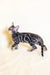 Silver Bengal cat with dark marble markings showcased in Xavier Bengal Kitten product