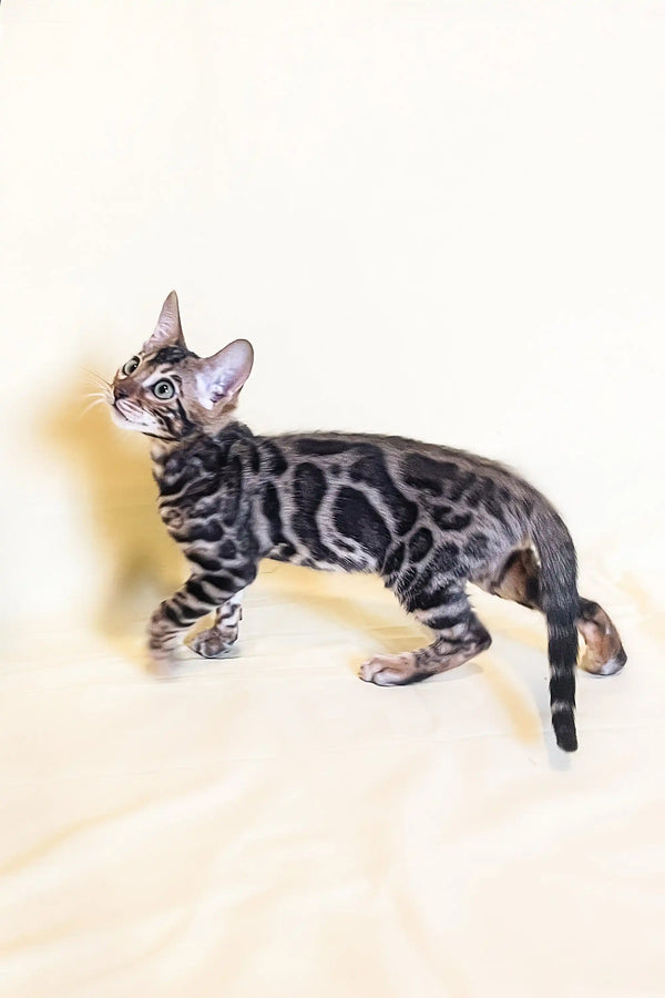 Silver Bengal cat with dark marble markings showcased in Xavier Bengal Kitten product