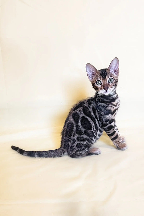 Silver-gray tabby cat with marble stripes poses sideways for Xavier Bengal Kitten