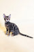 Silver-marbled Bengal kitten Xavier flaunting cool tabby stripes