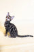 Silver-marbled tabby cat with stripes, perfect for Xavier Bengal Kitten product