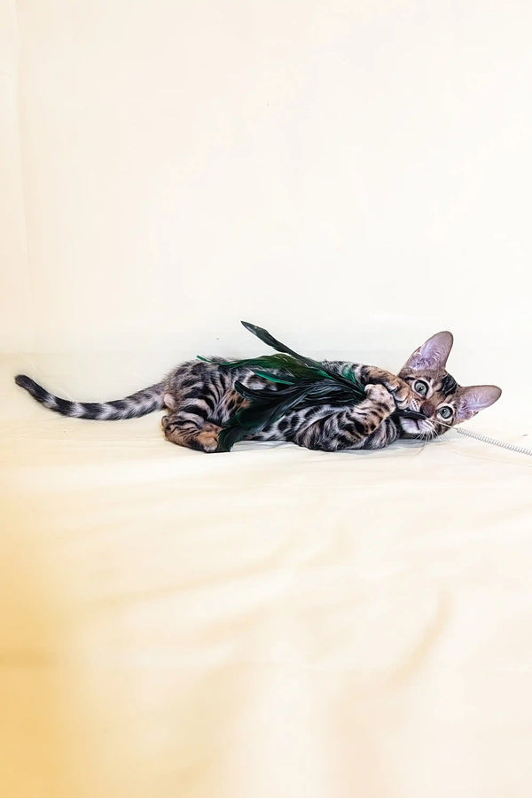 Relaxed striped tabby cat lounging sideways, perfect for Xavier | Bengal Kitten