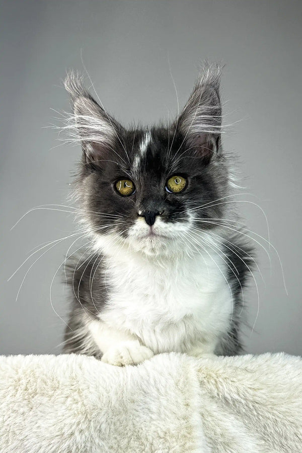 Xavier | maine coon kitten