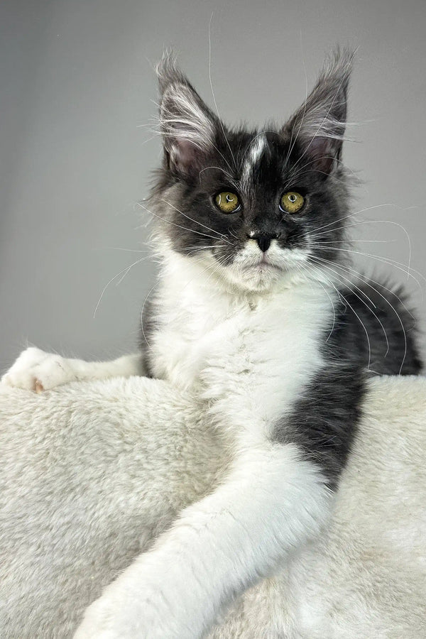 Xavier | maine coon kitten