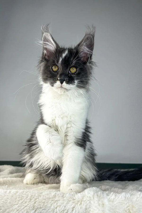Xavier | maine coon kitten