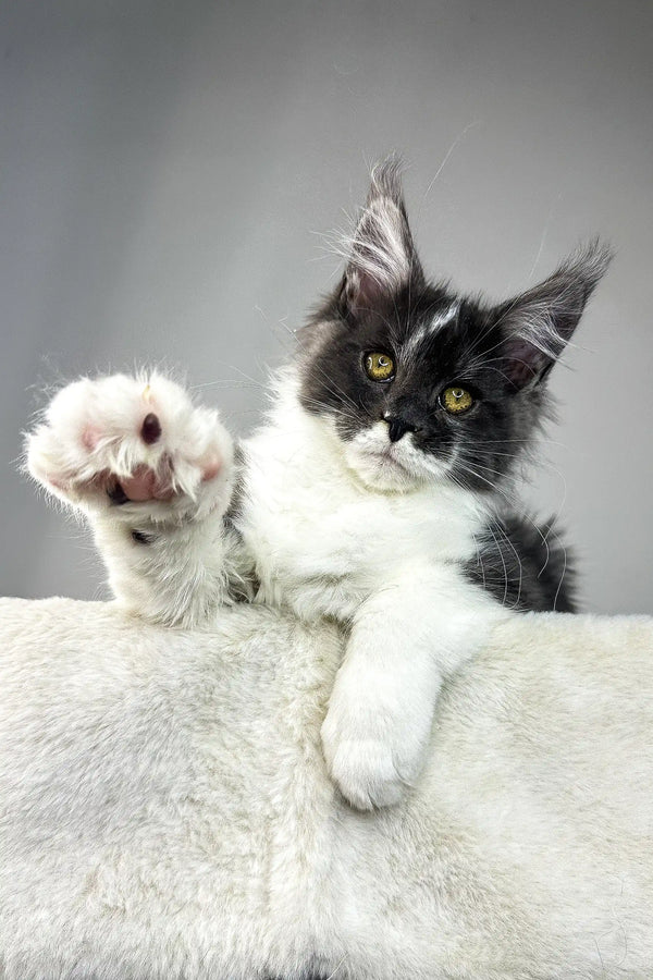 Xavier | maine coon kitten