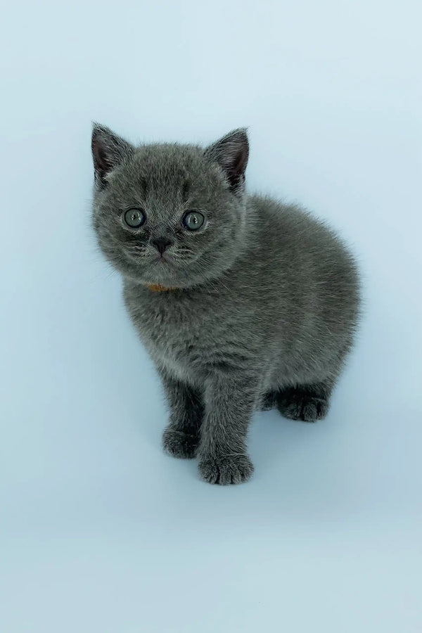 Gray British Shorthair kitten in Xavier Scottish Straight Kitten product display