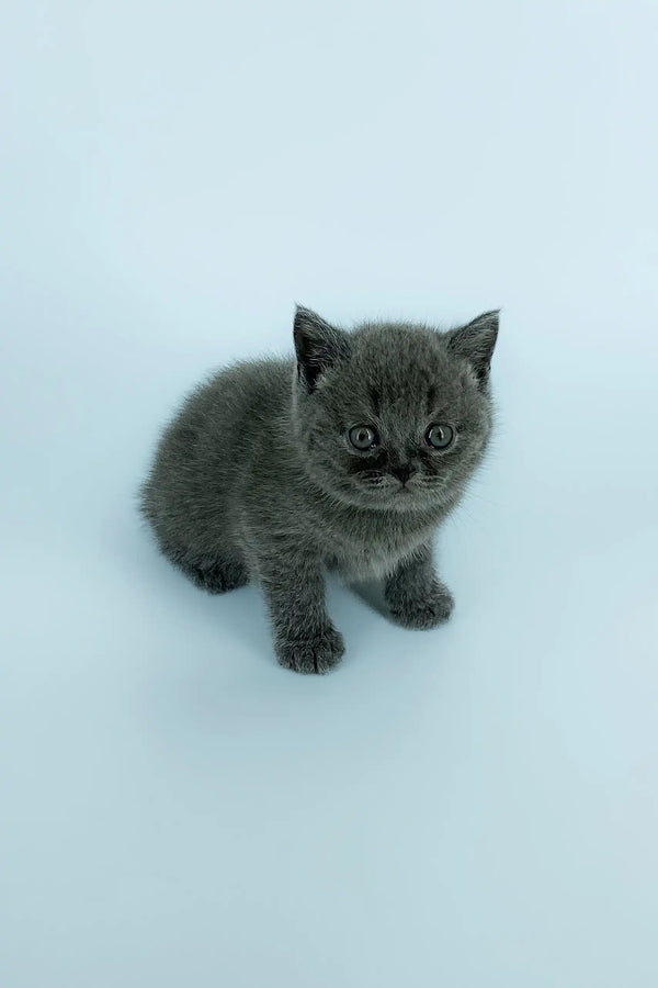 Gray fluffy kitten named Xavier from the Scottish Straight breed