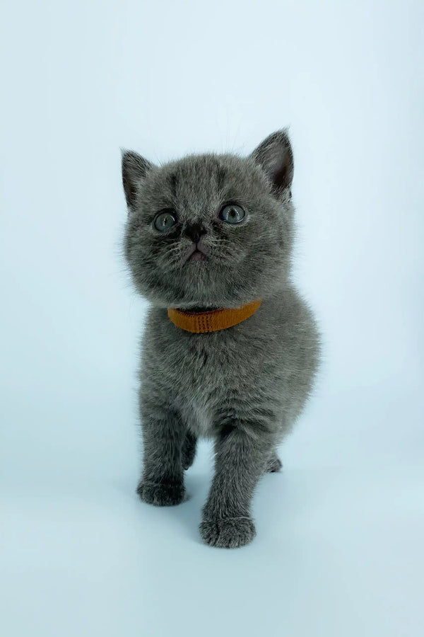 Gray kitten wearing an orange collar from Xavier the Scottish Straight Kitten