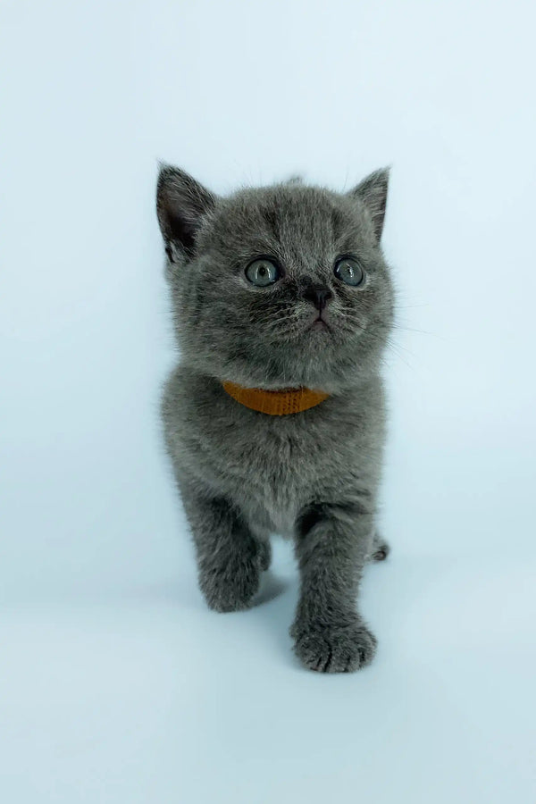 Gray kitten with an orange collar from the Xavier Scottish Straight collection