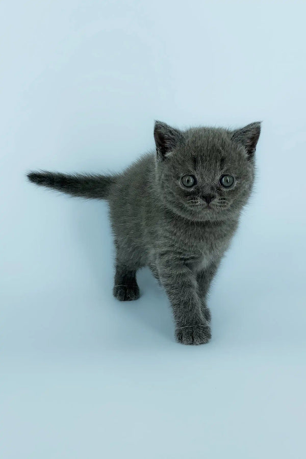 Gray kitten with round eyes from the Xavier Scottish Straight Kitten collection