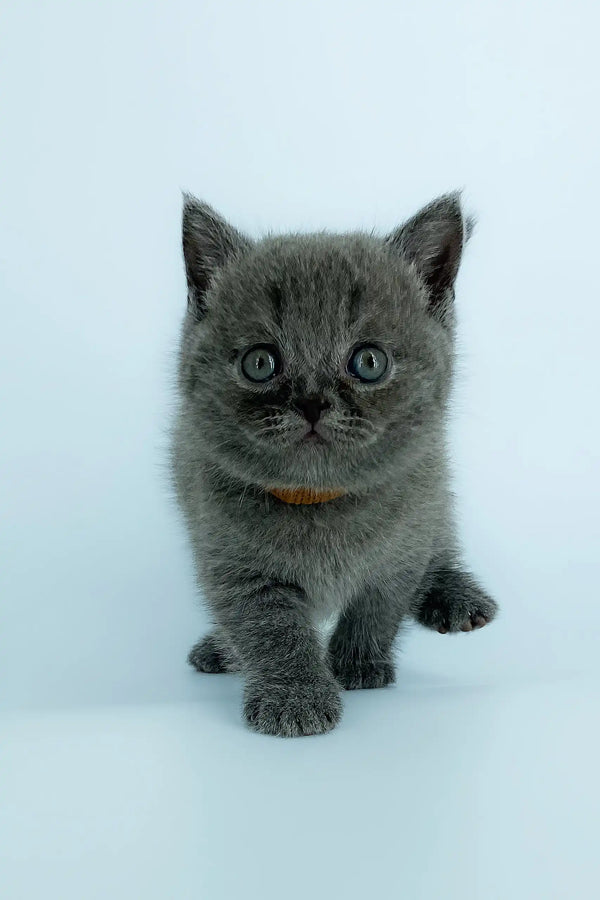 Adorable gray Scottish Straight kitten named Xavier with big wide eyes