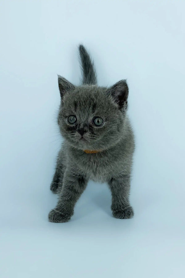 Gray Scottish Straight kitten named Xavier with a cute yellow collar